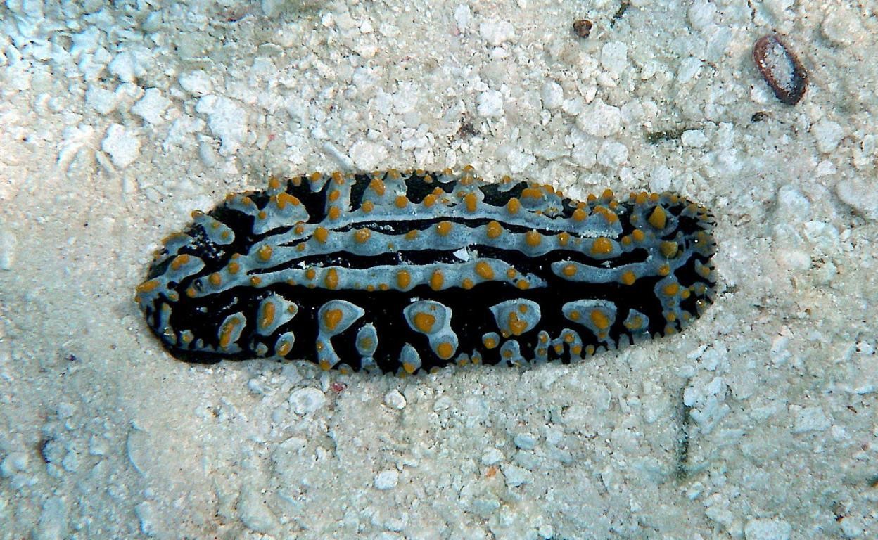 Maldives Snorkelling & Diving