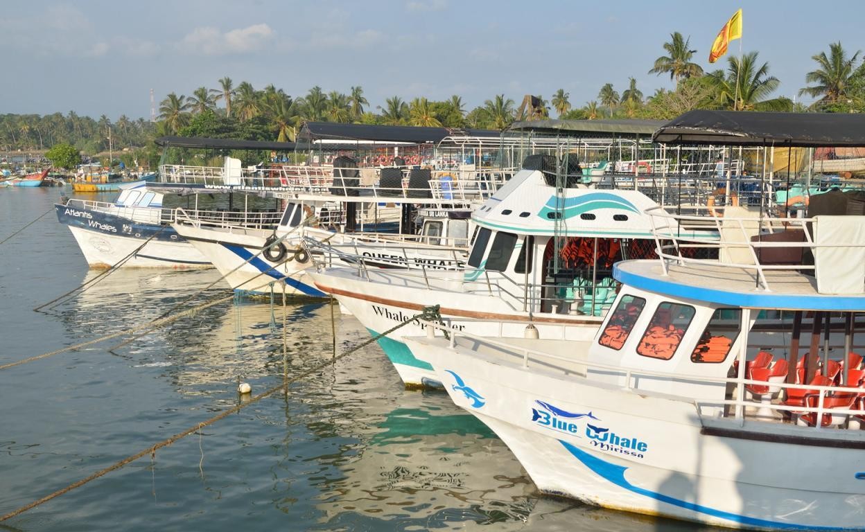 Mirissa Whale Watching