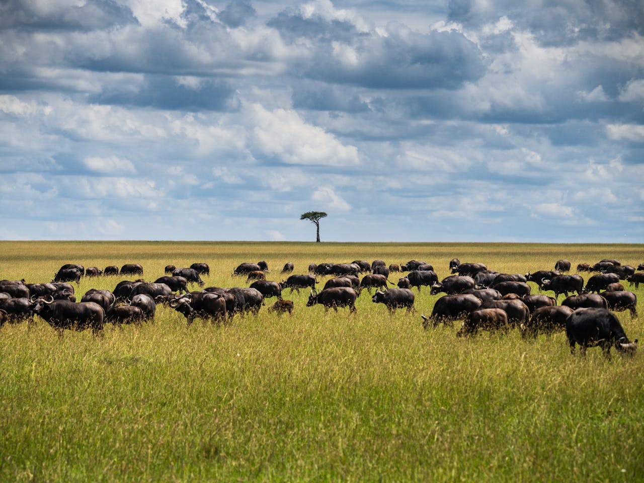 Ngorongoro Crater