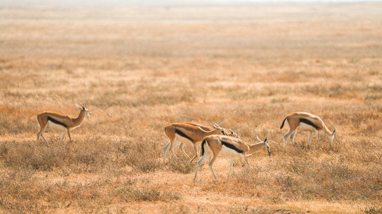 Serengeti National Park