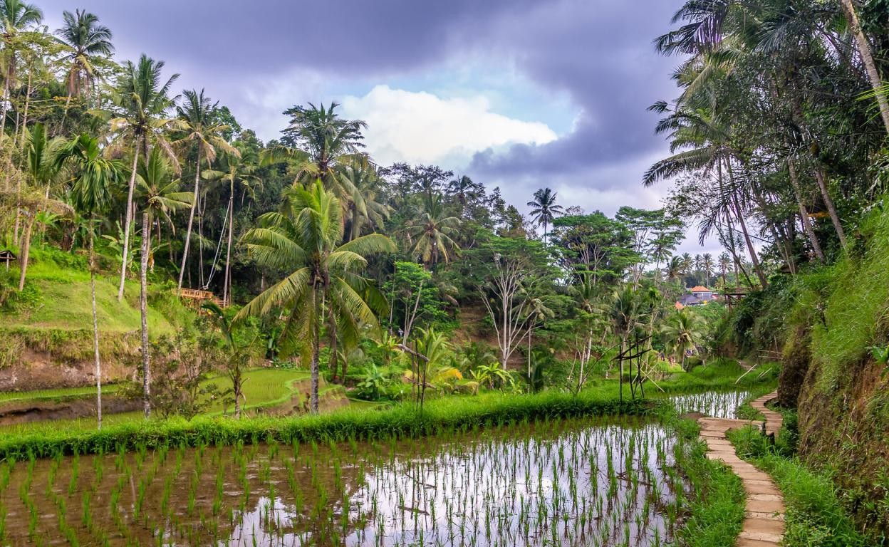 Tegallalang Rice Terraces