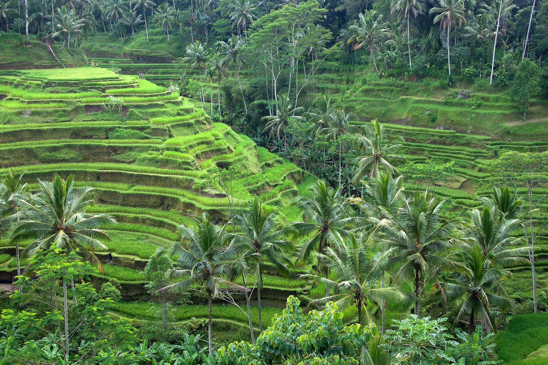 Ubud — Bali's Cultural Heart