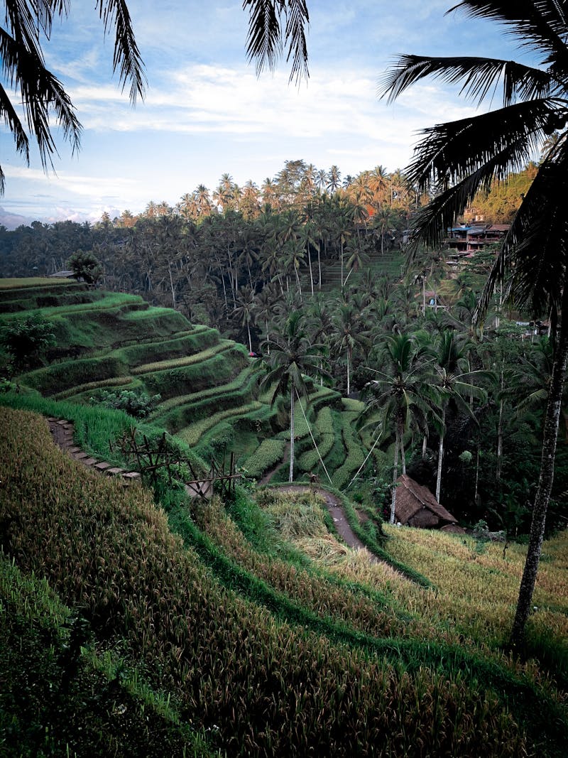 Lush green rice terraces in Bali, Indonesia